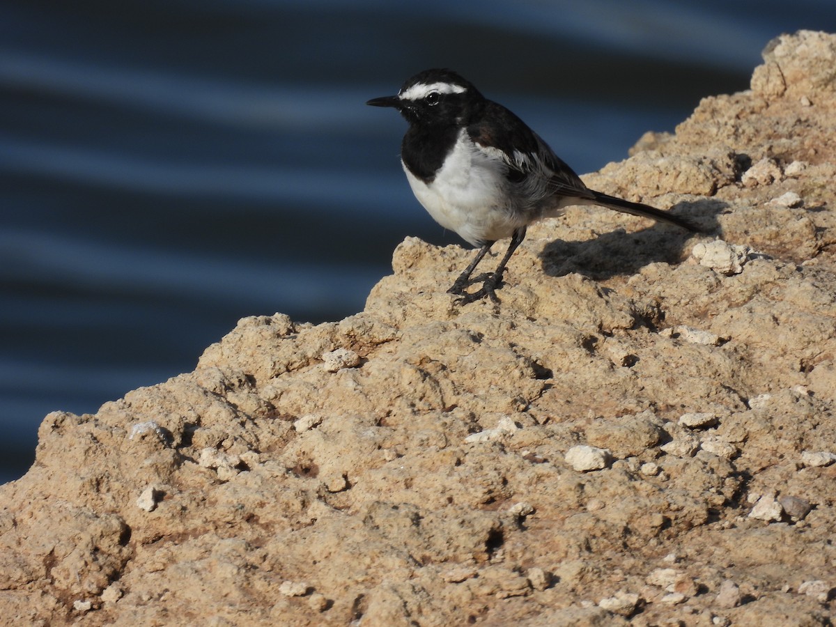 White-browed Wagtail - ML620476864
