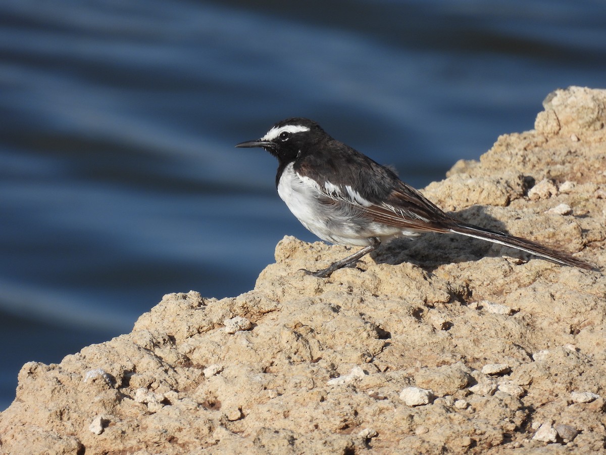 White-browed Wagtail - ML620476865