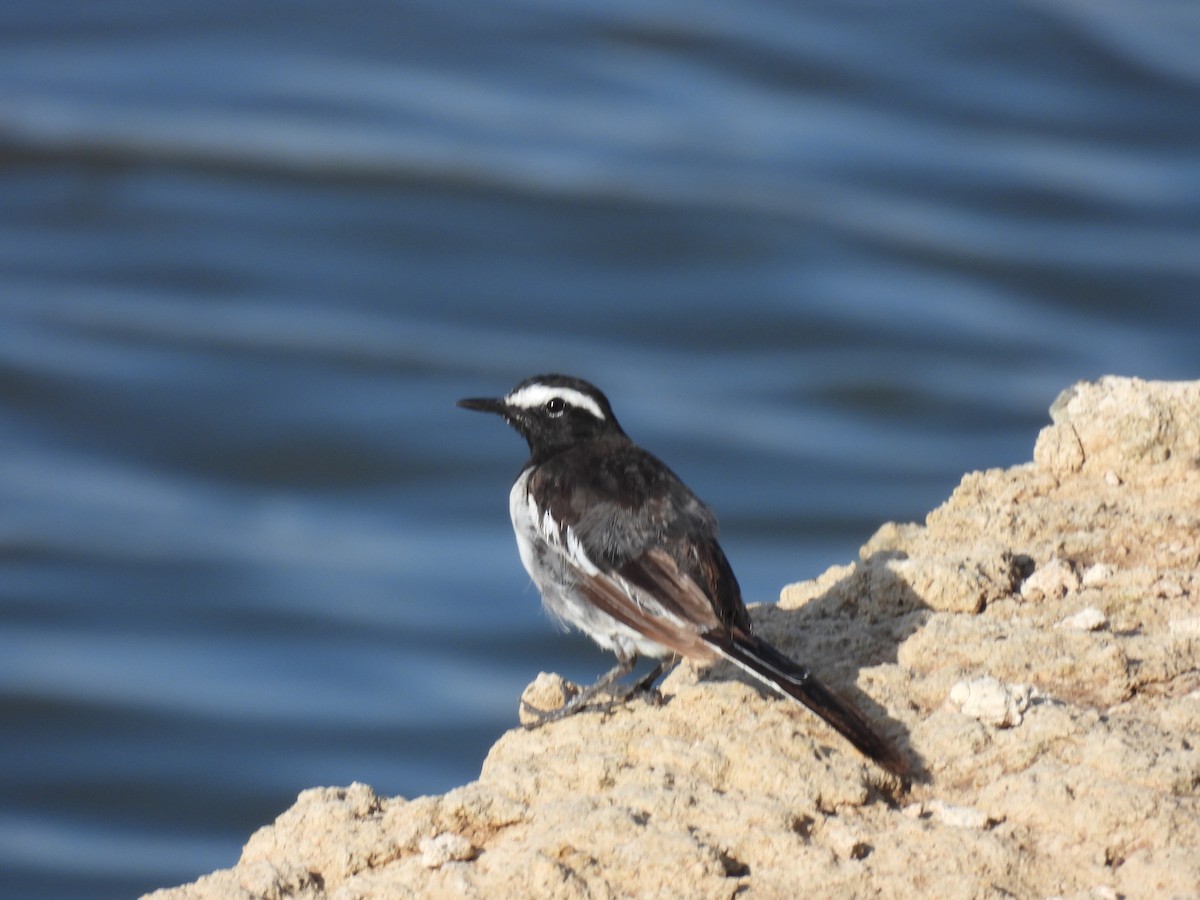 White-browed Wagtail - ML620476866