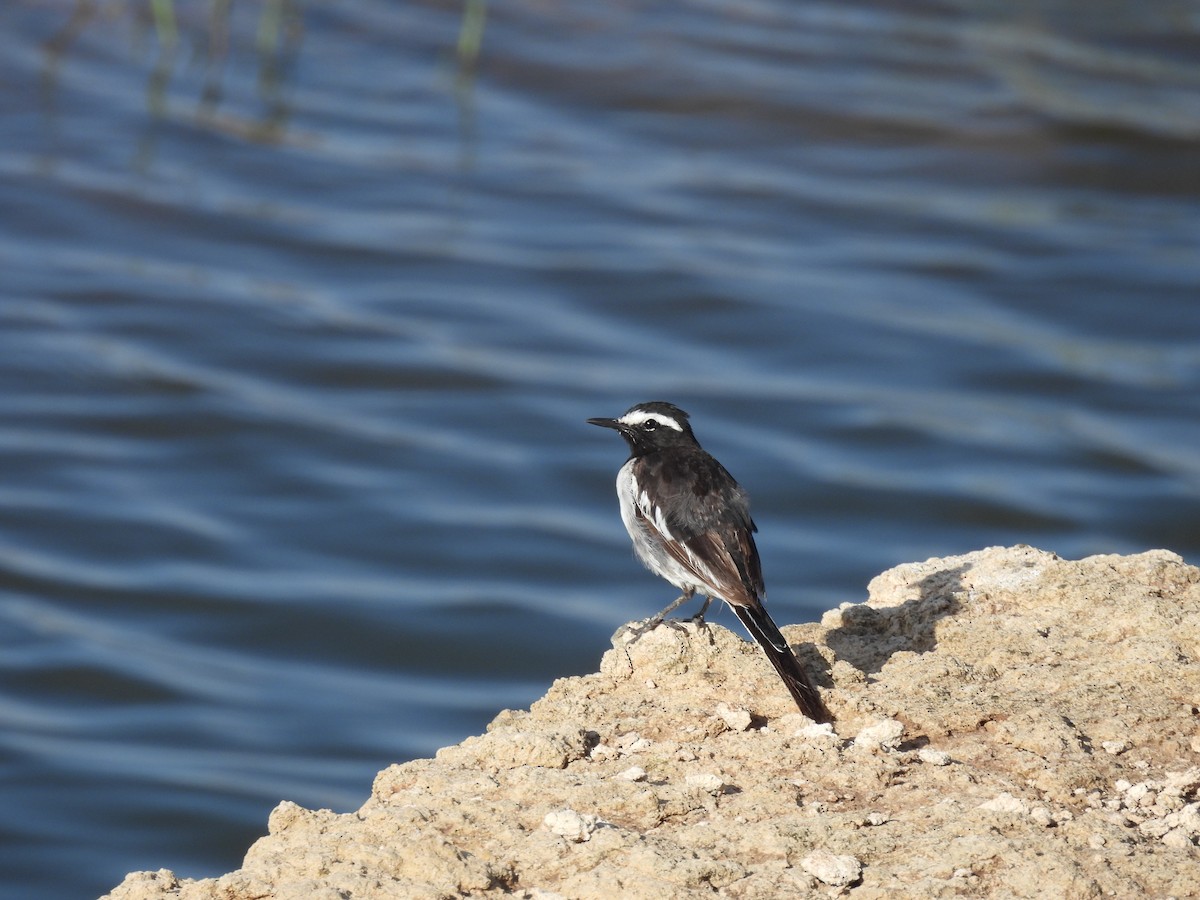 White-browed Wagtail - ML620476867