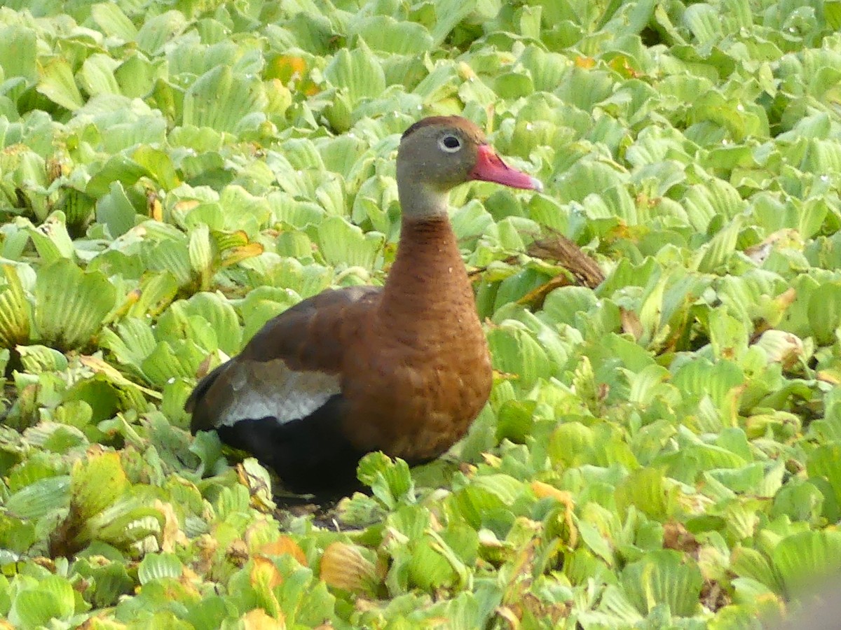 Black-bellied Whistling-Duck - ML620476868