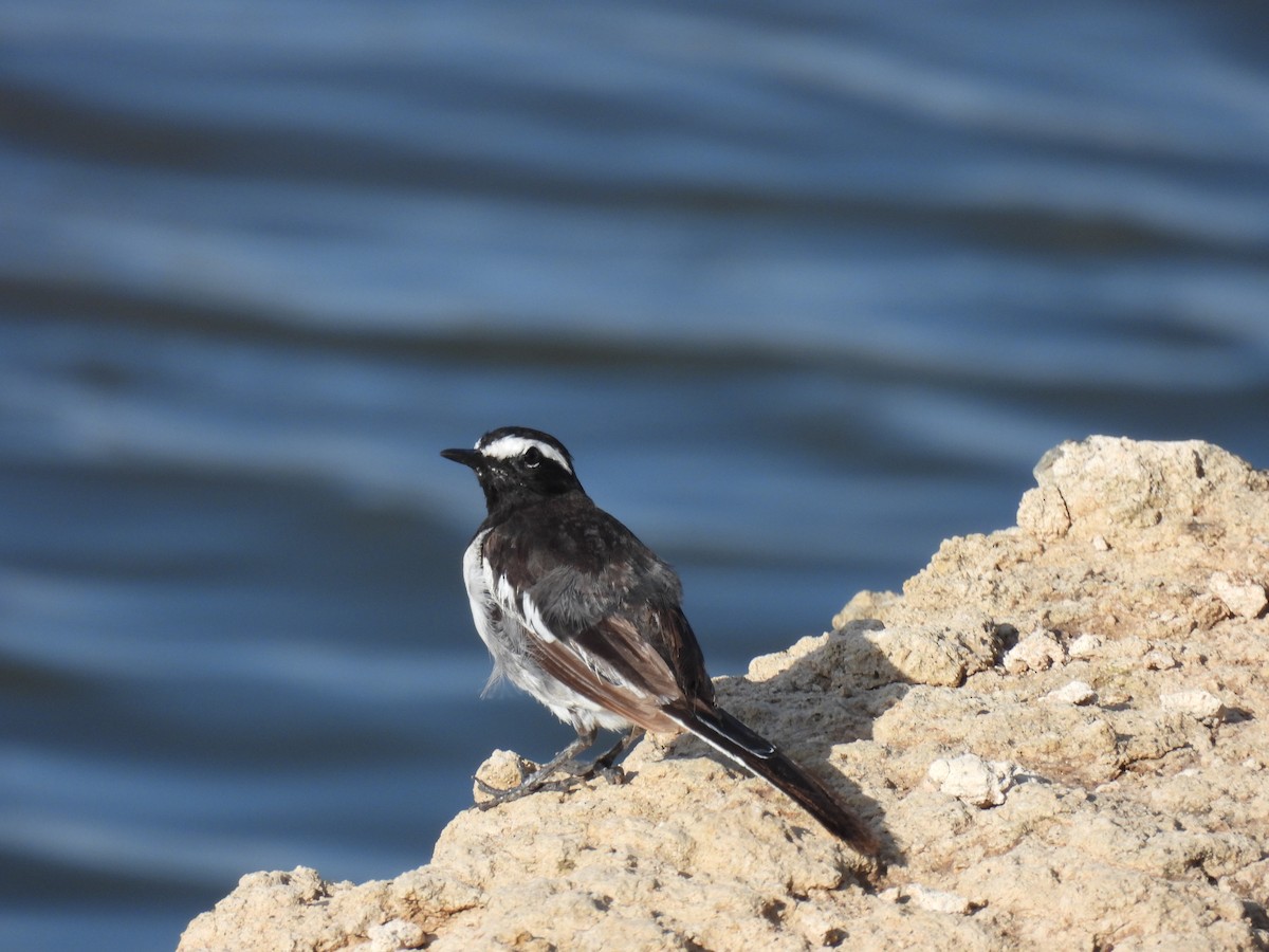 White-browed Wagtail - ML620476869