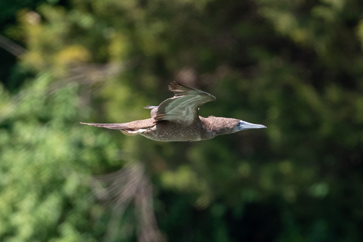 Brown Booby - ML620476870