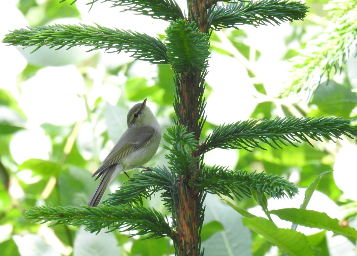 Mosquitero Verdoso - ML620476871