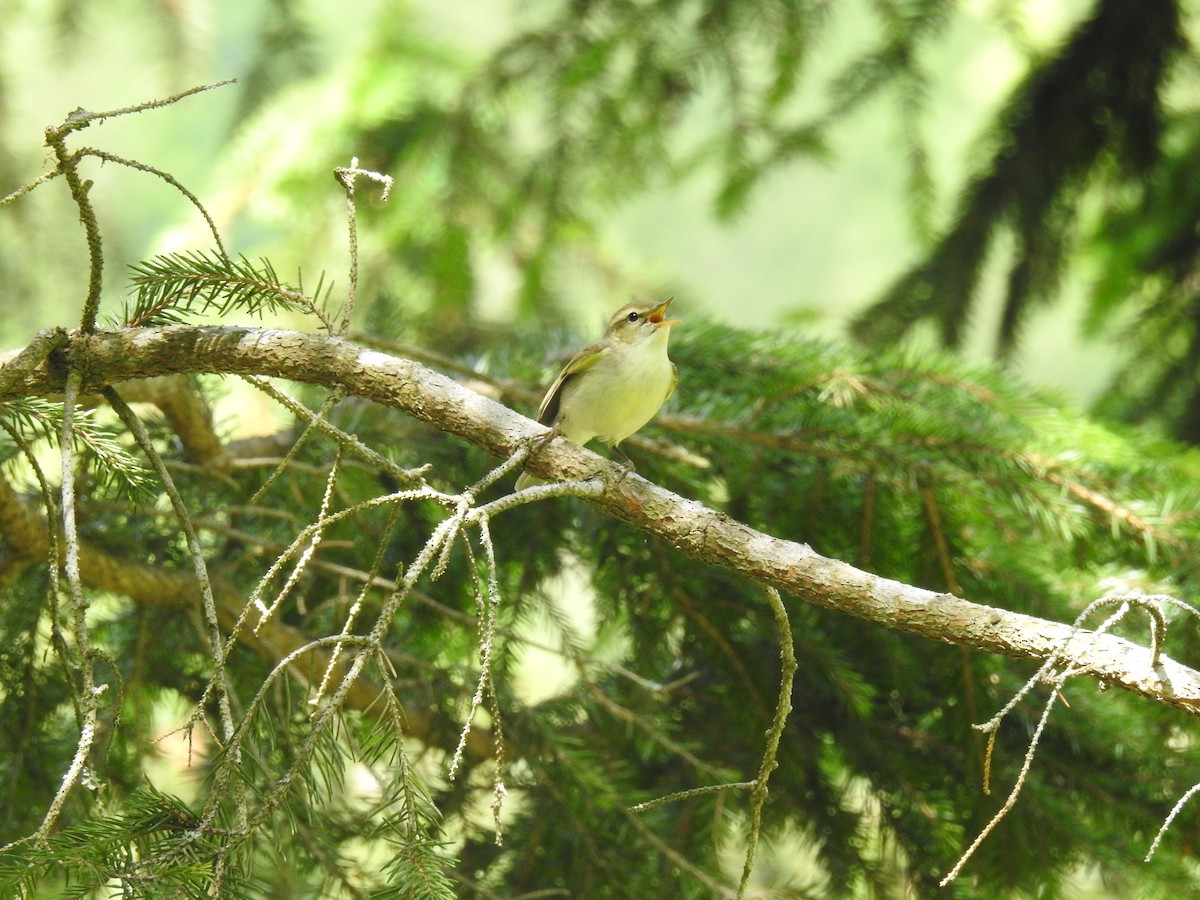 Mosquitero Verdoso - ML620476872