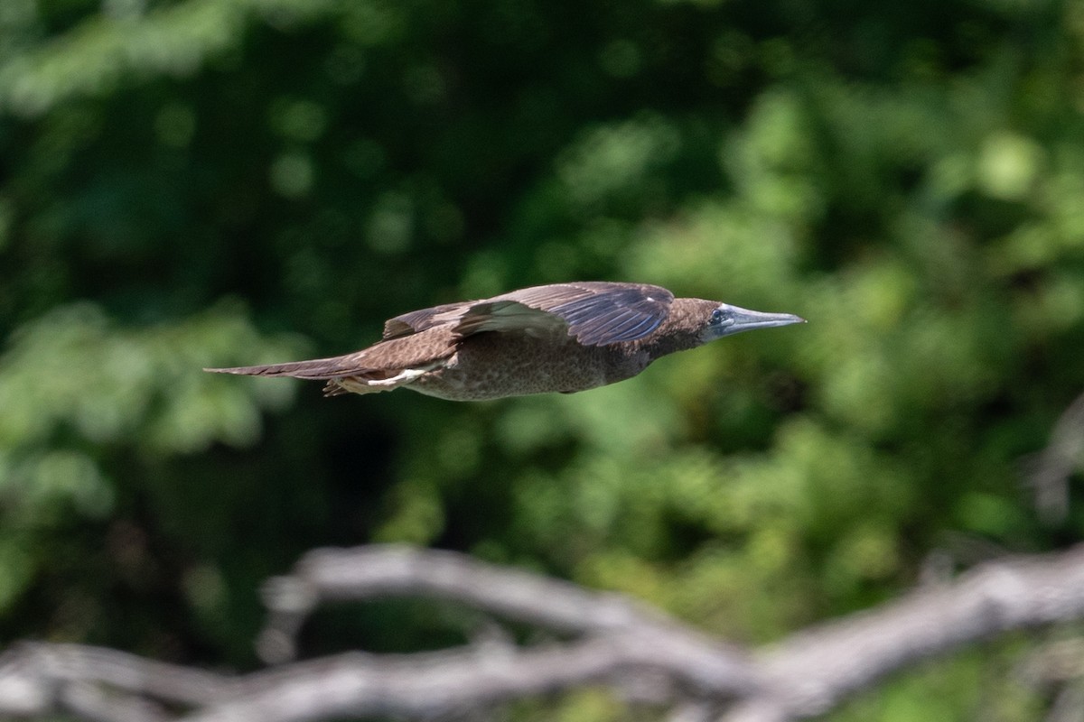 Brown Booby - ML620476876