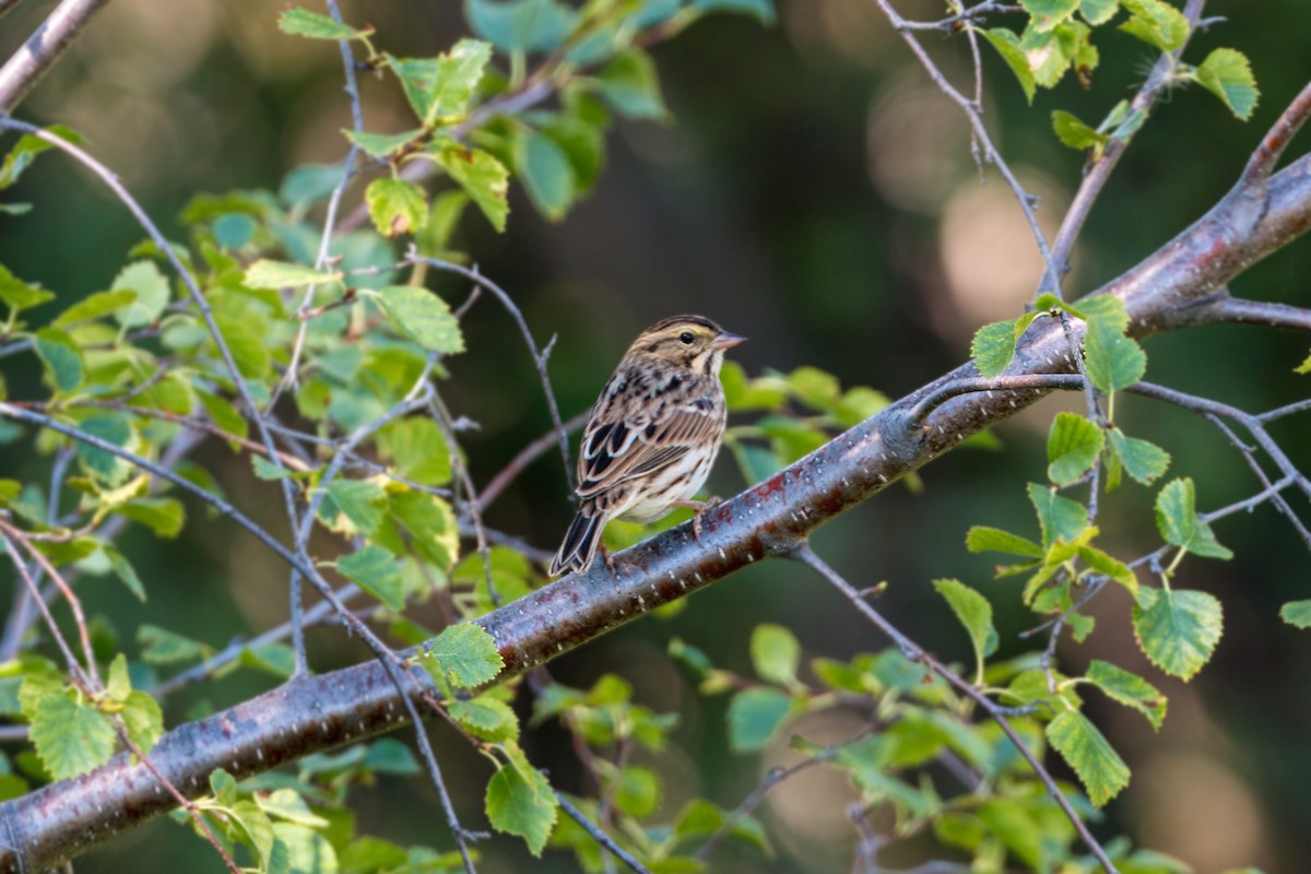 Savannah Sparrow - ML620476881