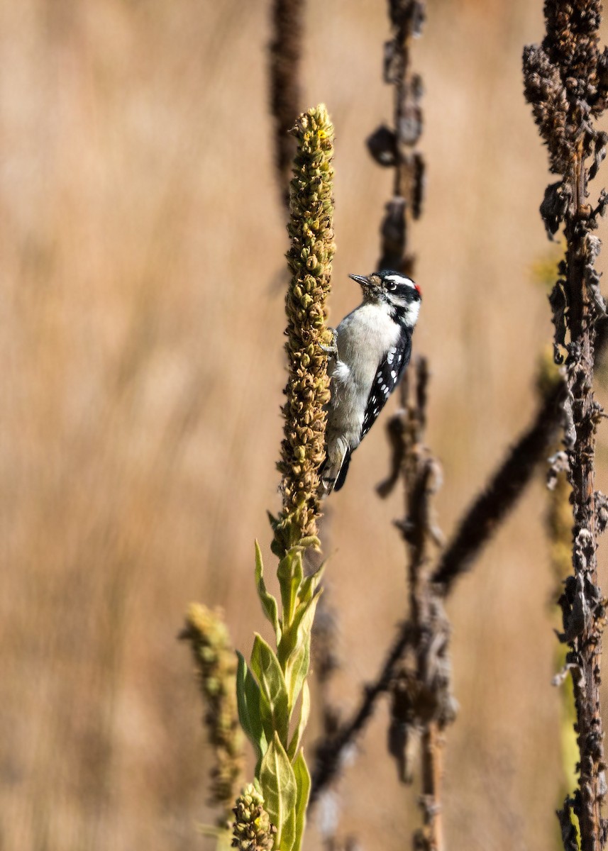 Downy Woodpecker - ML620476883