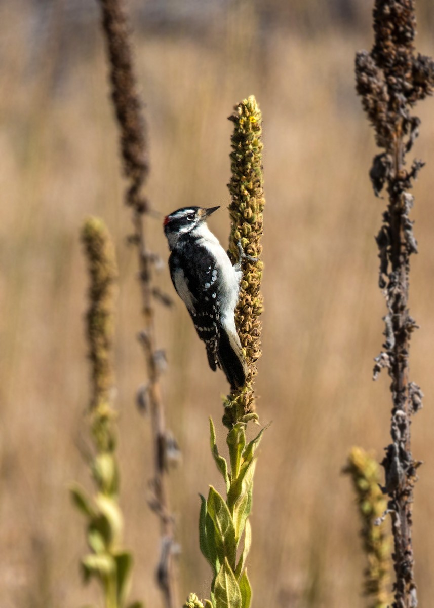 Downy Woodpecker - ML620476884