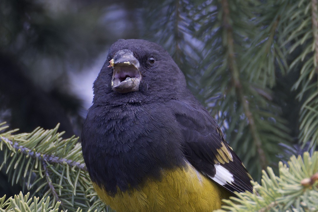 White-winged Grosbeak - ML620476885