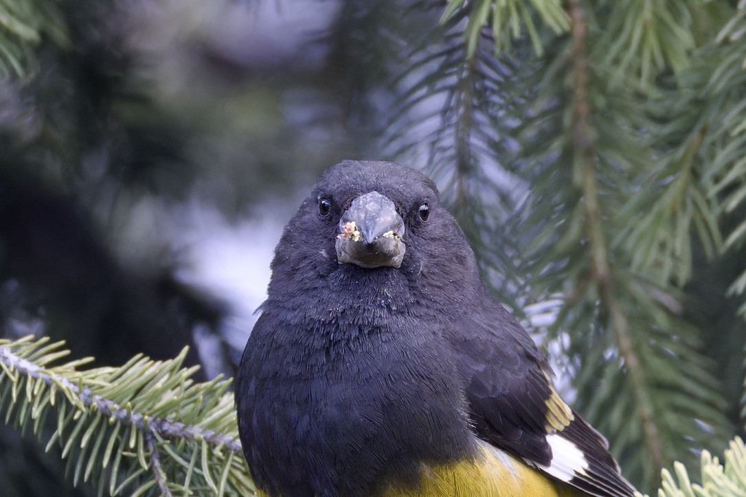 White-winged Grosbeak - ML620476889