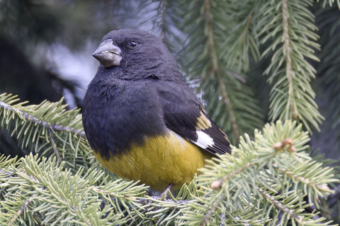 White-winged Grosbeak - ML620476892