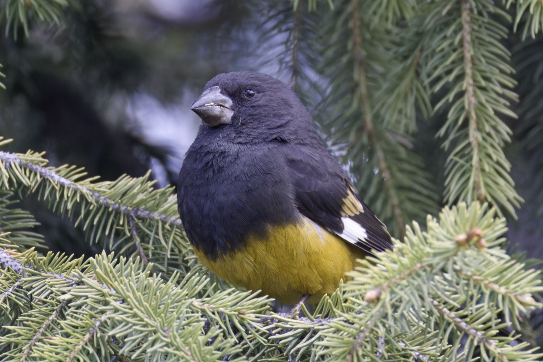 White-winged Grosbeak - ML620476893