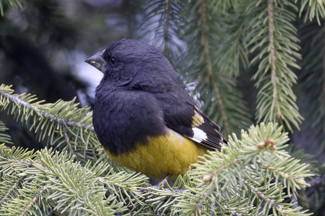 White-winged Grosbeak - ML620476894