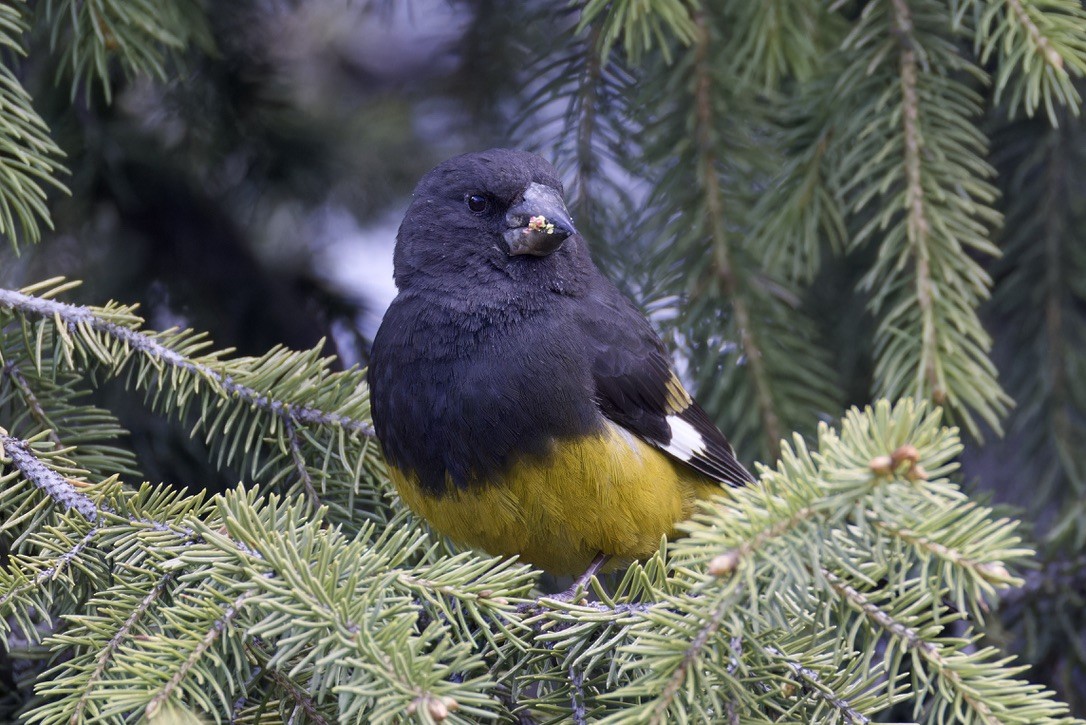 White-winged Grosbeak - ML620476895