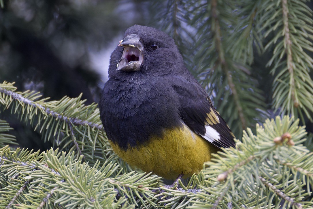 White-winged Grosbeak - ML620476897