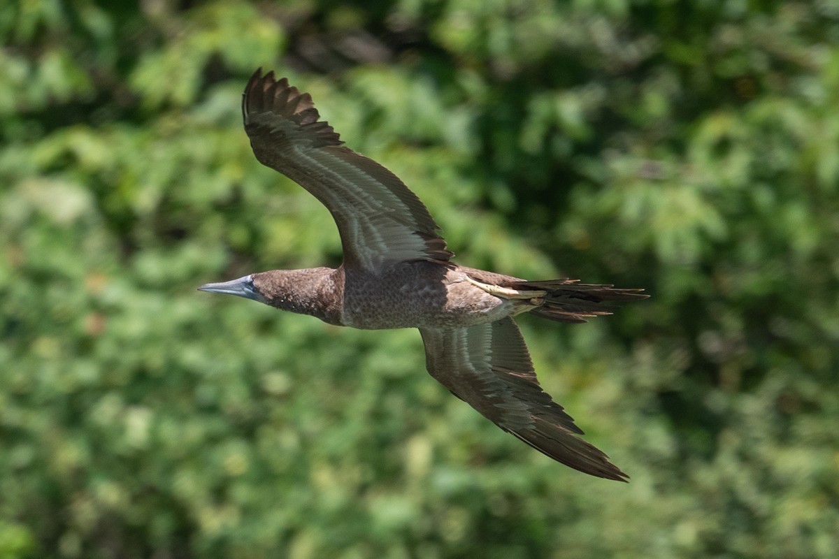 Brown Booby - ML620476903