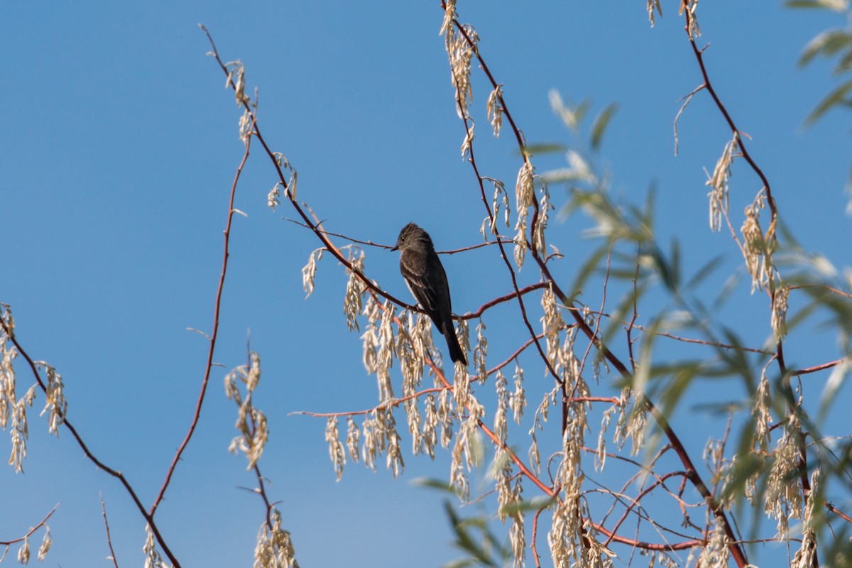 Western Wood-Pewee - ML620476907