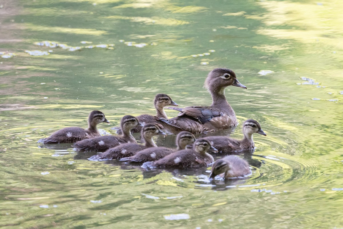 Wood Duck - ML620476908