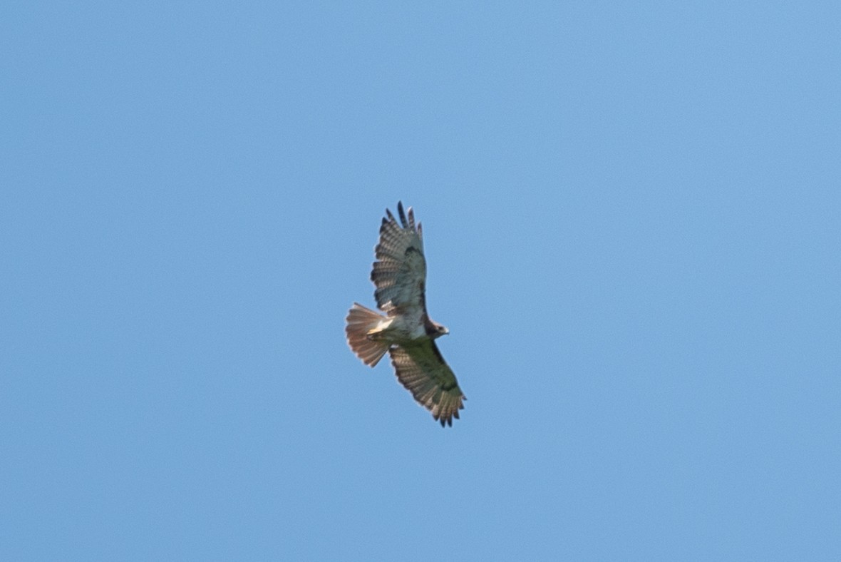 Red-tailed Hawk - ML620476913