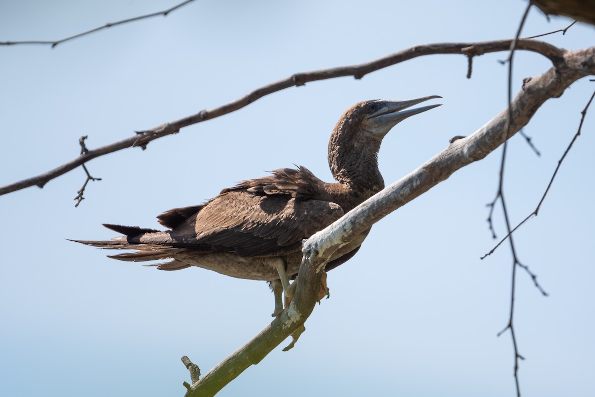 Brown Booby - ML620476917
