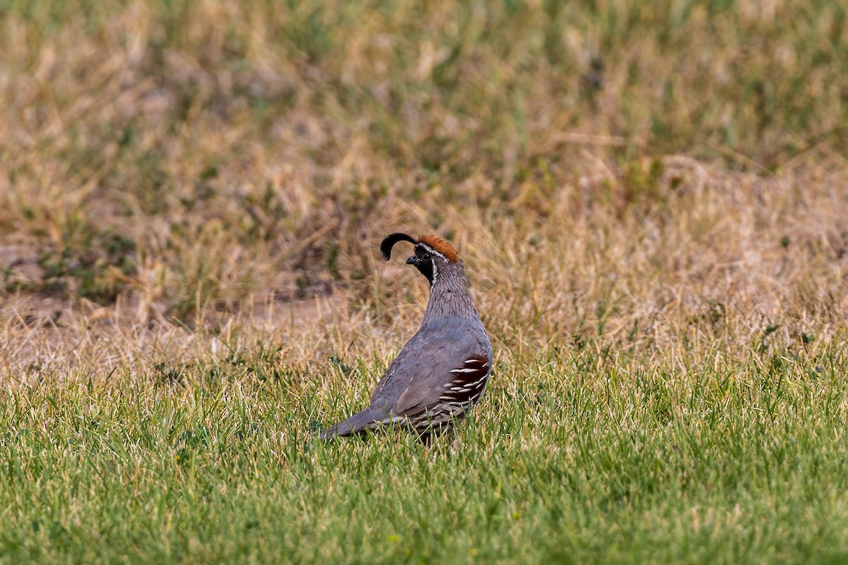 Gambel's Quail - ML620476919