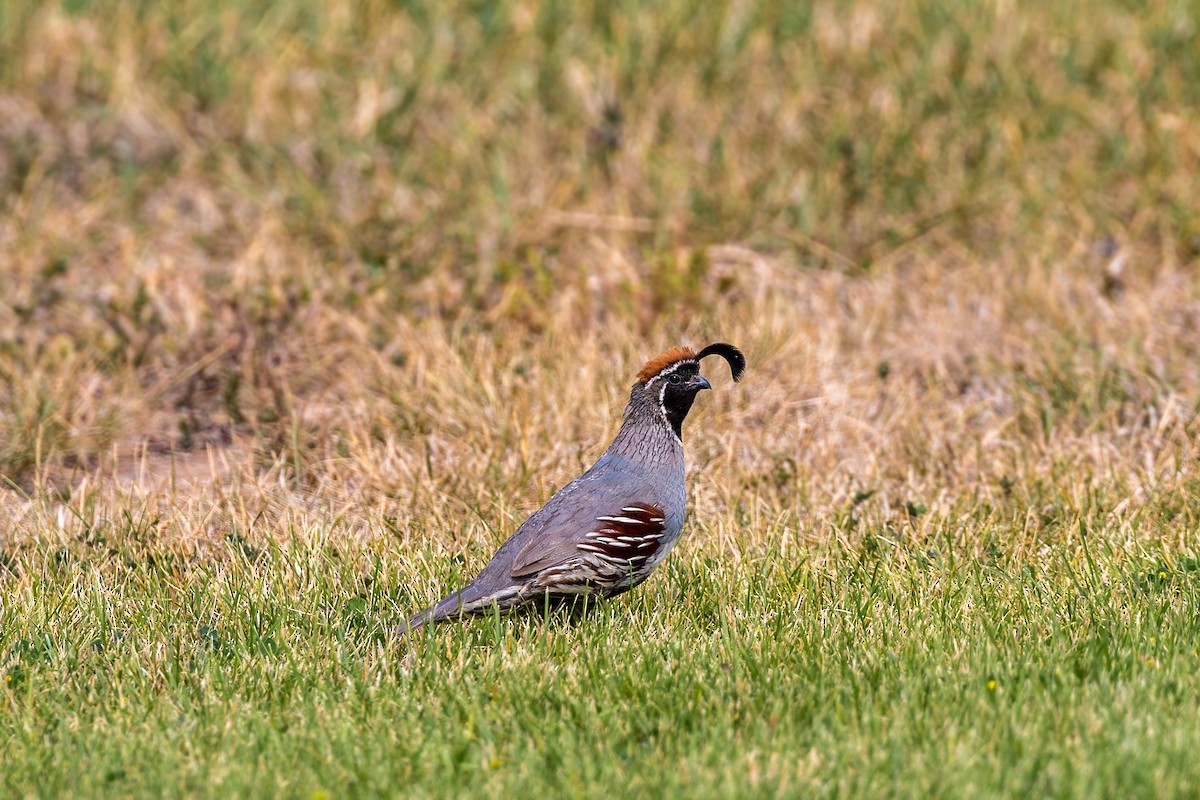 Gambel's Quail - William Clark