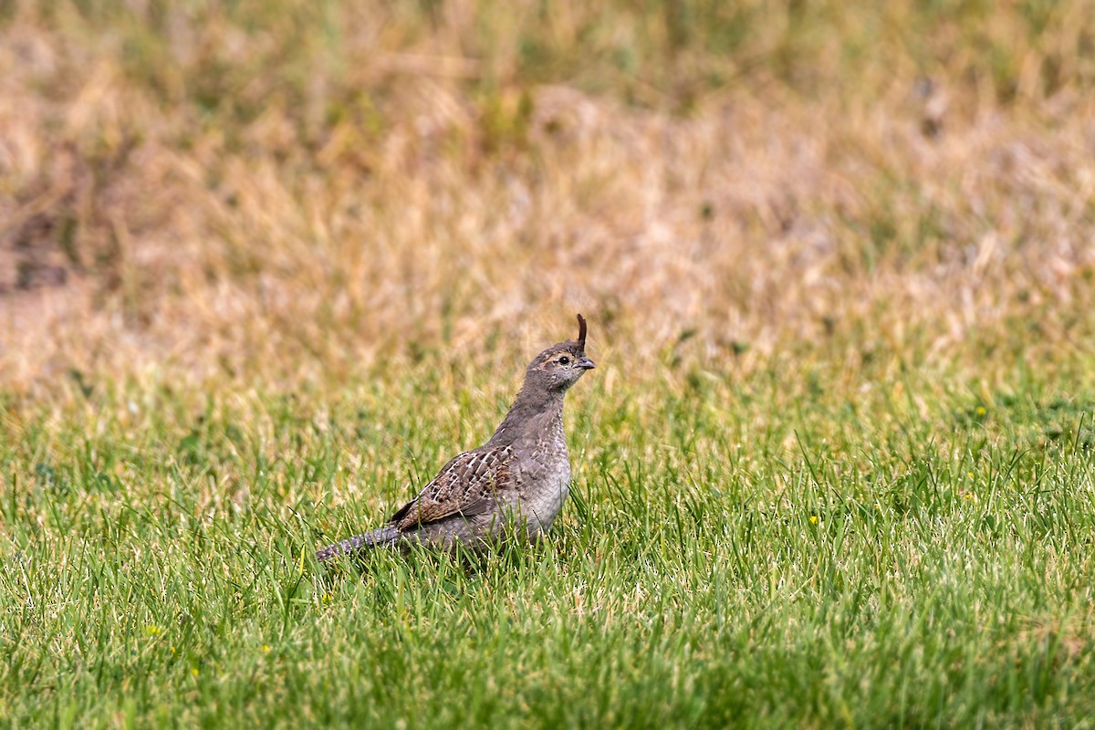 Gambel's Quail - William Clark