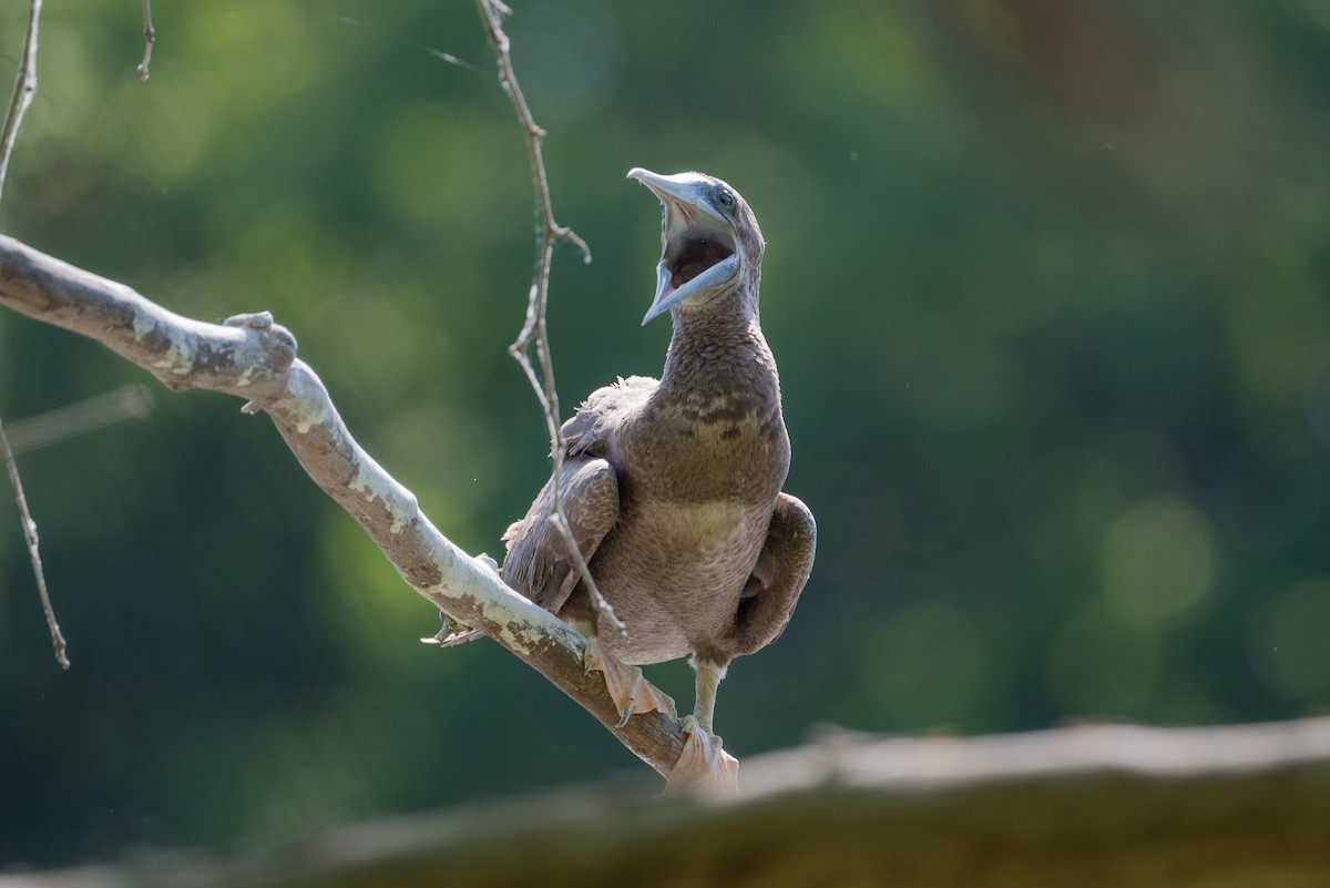 Brown Booby - ML620476923