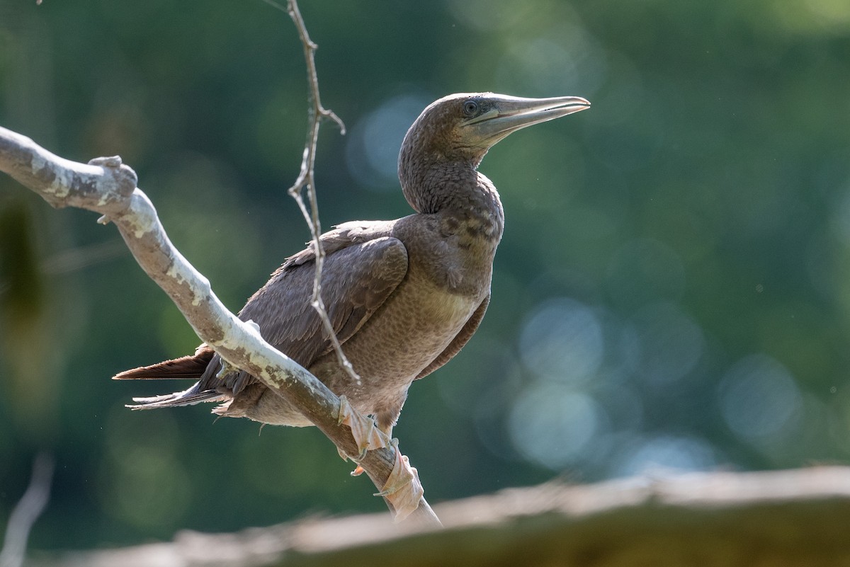 Brown Booby - ML620476924