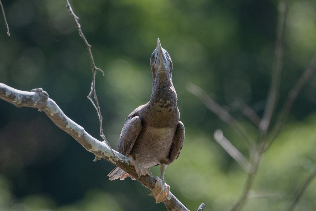 Brown Booby - ML620476925