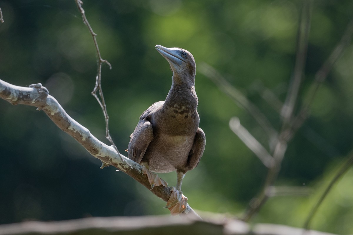 Brown Booby - ML620476926