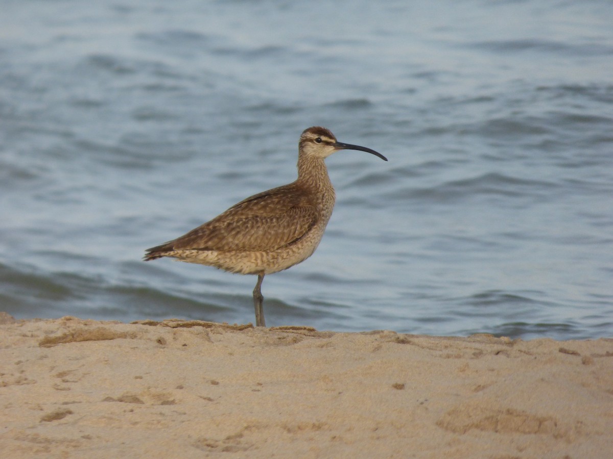 Whimbrel - ML620476929