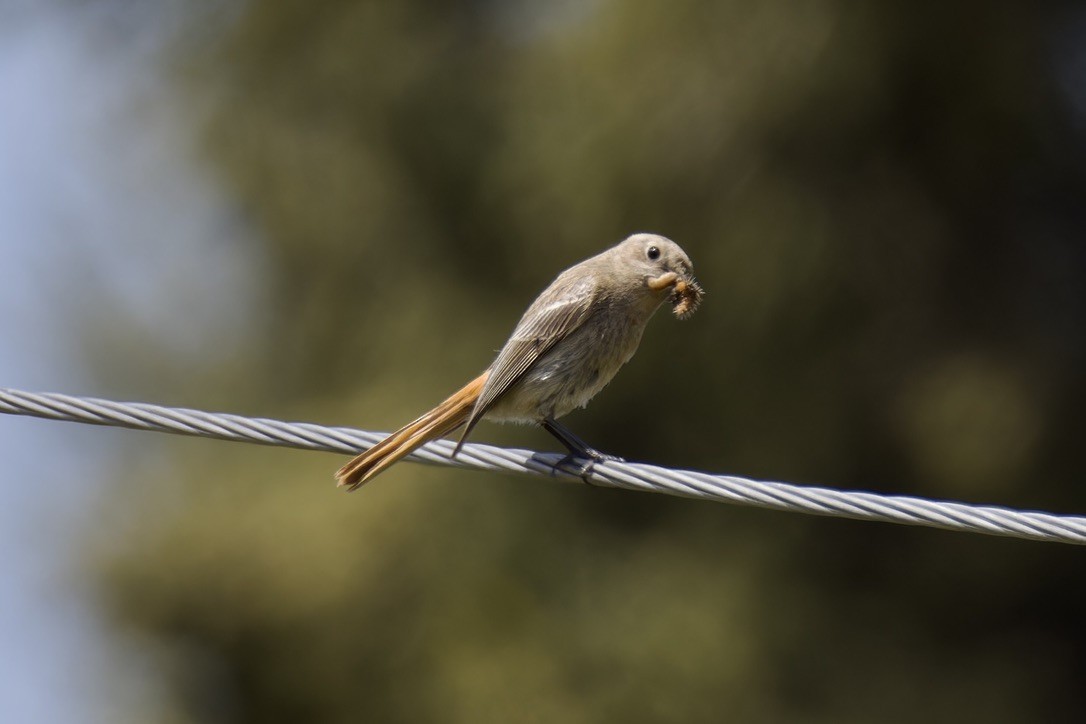 Rufous-backed Redstart - ML620476933