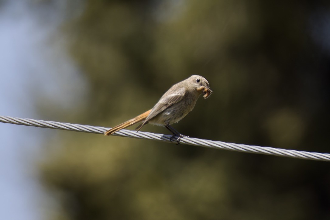 Rufous-backed Redstart - ML620476934