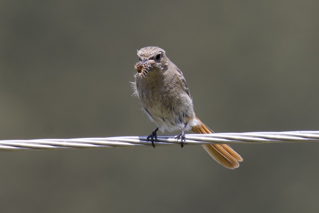 Rufous-backed Redstart - ML620476935