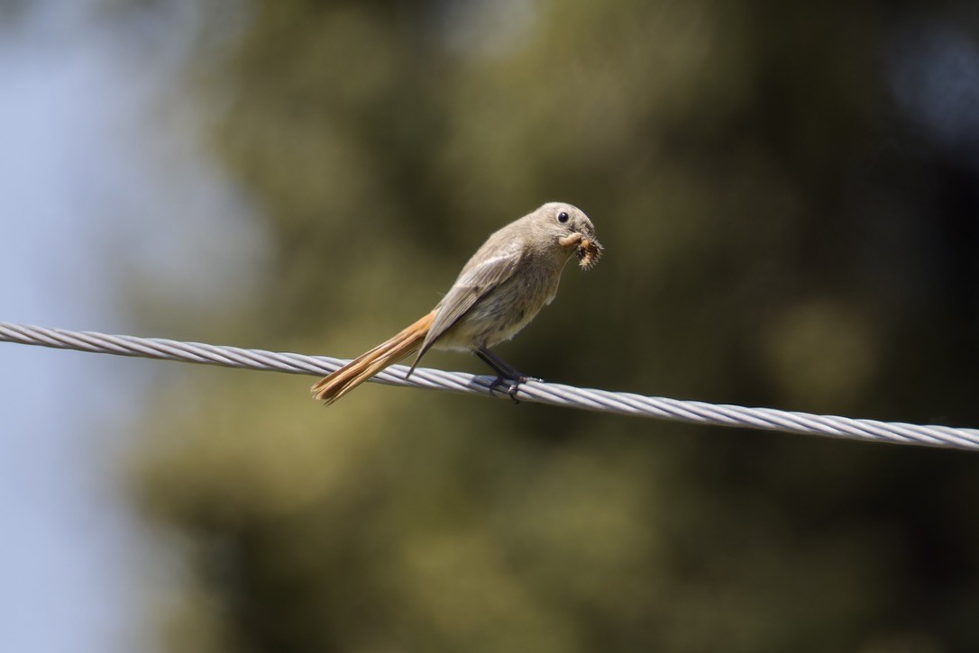 Rufous-backed Redstart - ML620476936