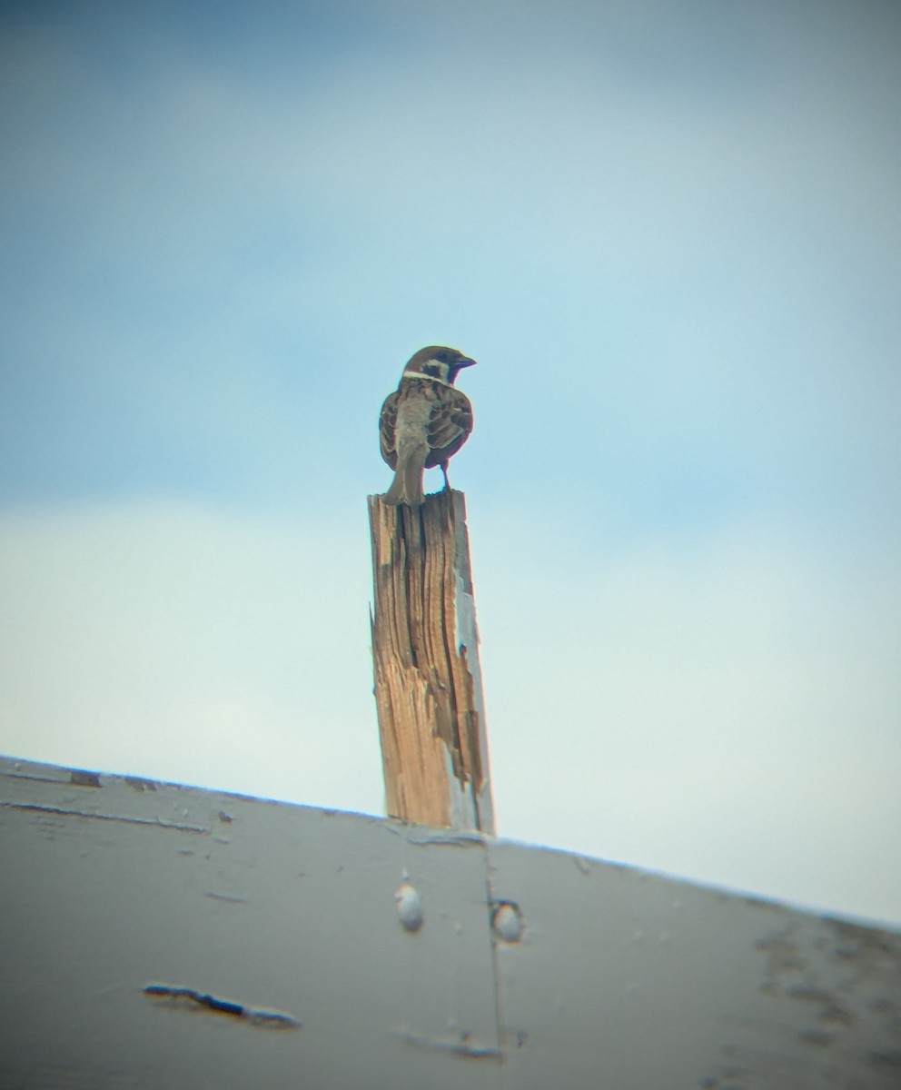 Eurasian Tree Sparrow - ML620476944