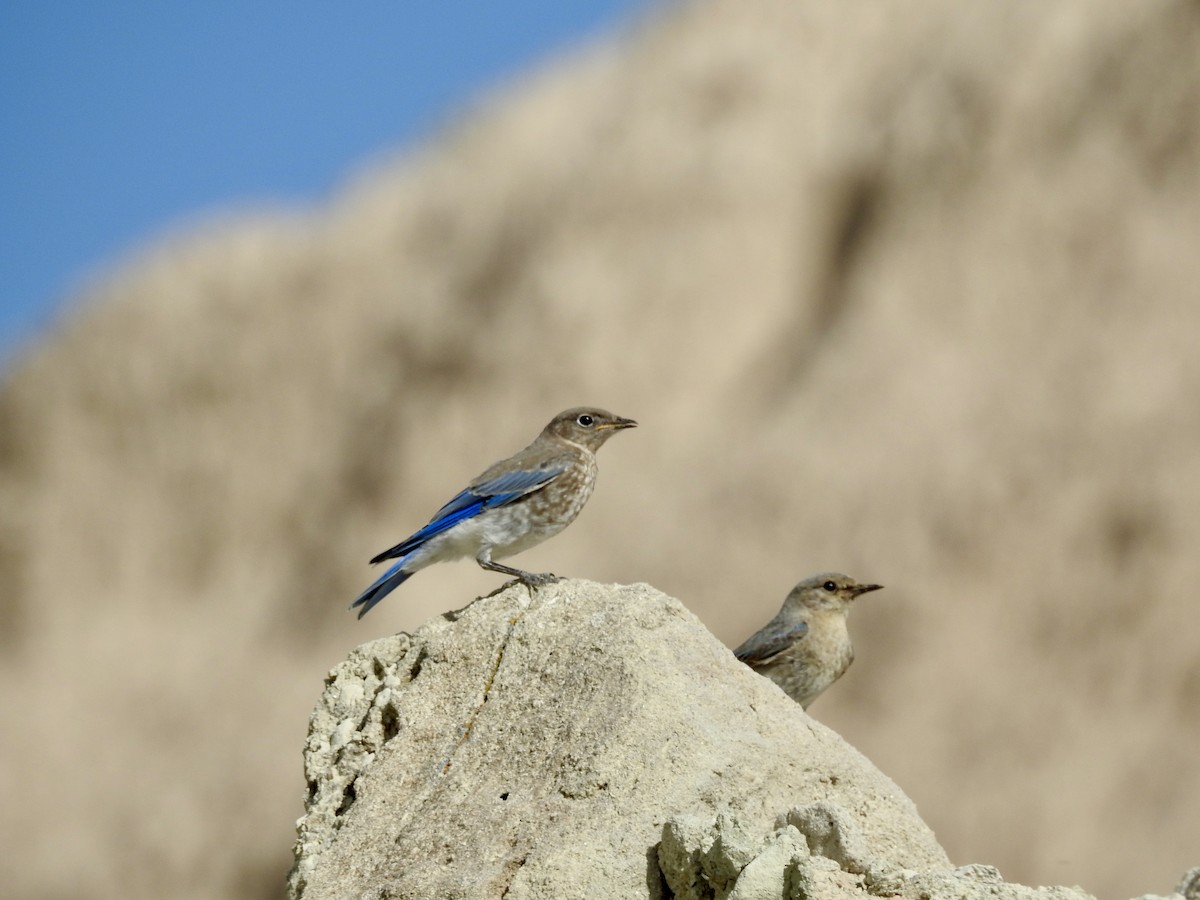 Mountain Bluebird - ML620476945