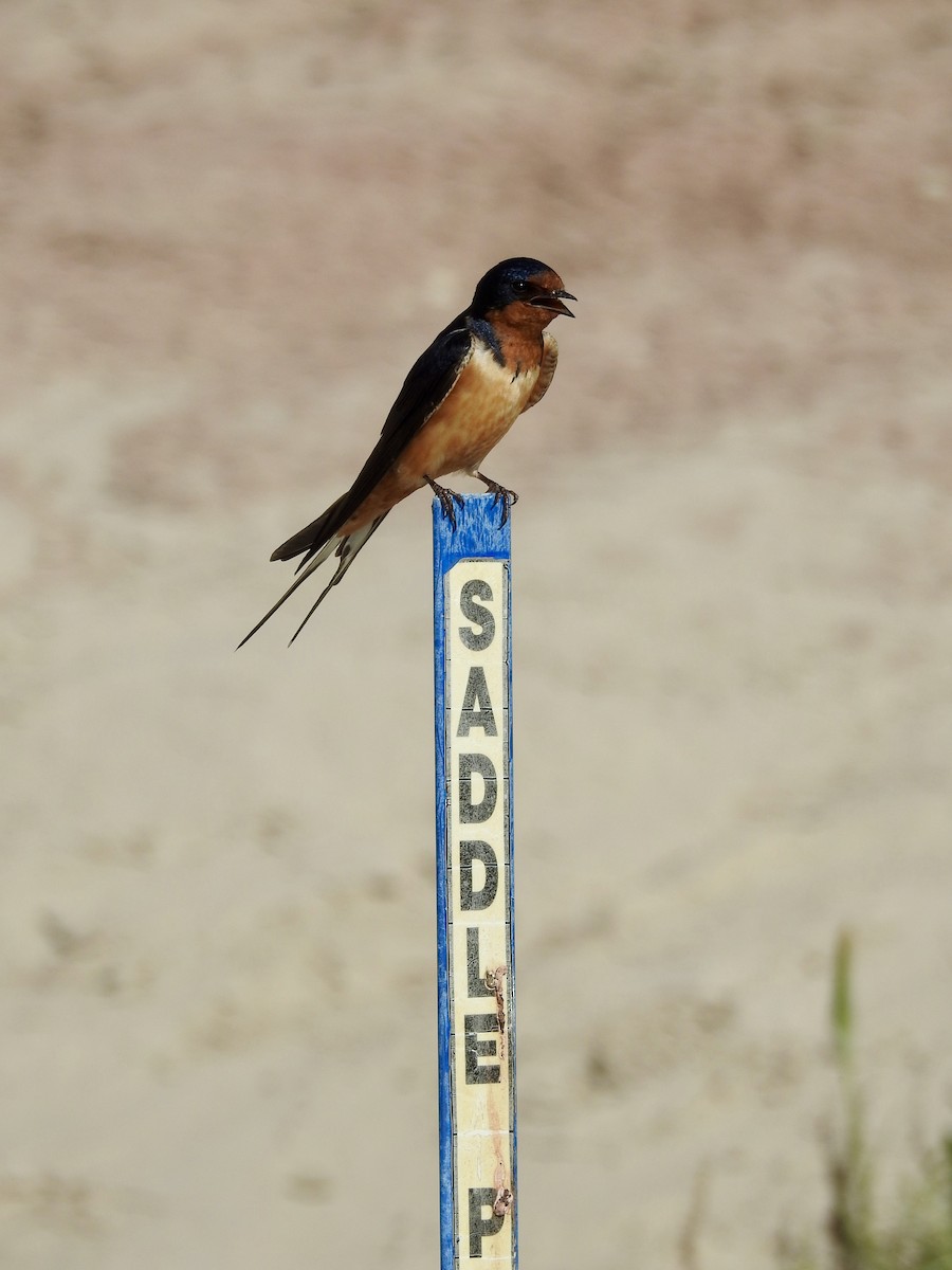 Barn Swallow - ML620476947