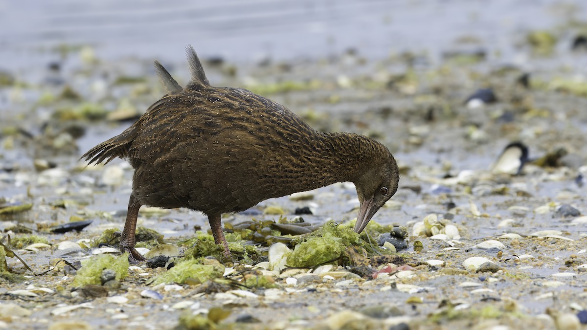 Rascón Weka - ML620476952