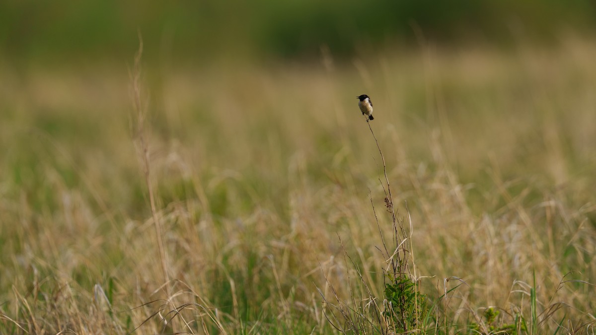 Amur Stonechat - ML620476953