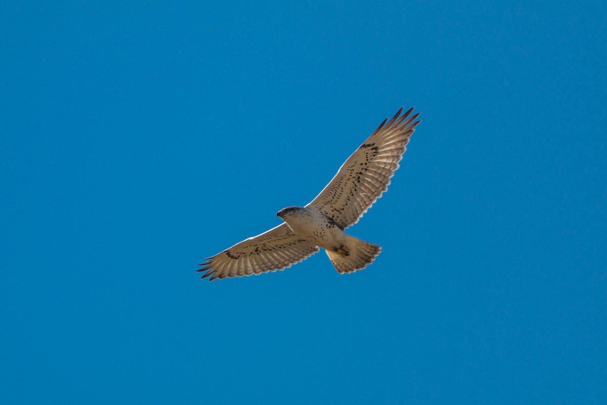 Ferruginous Hawk - William Clark