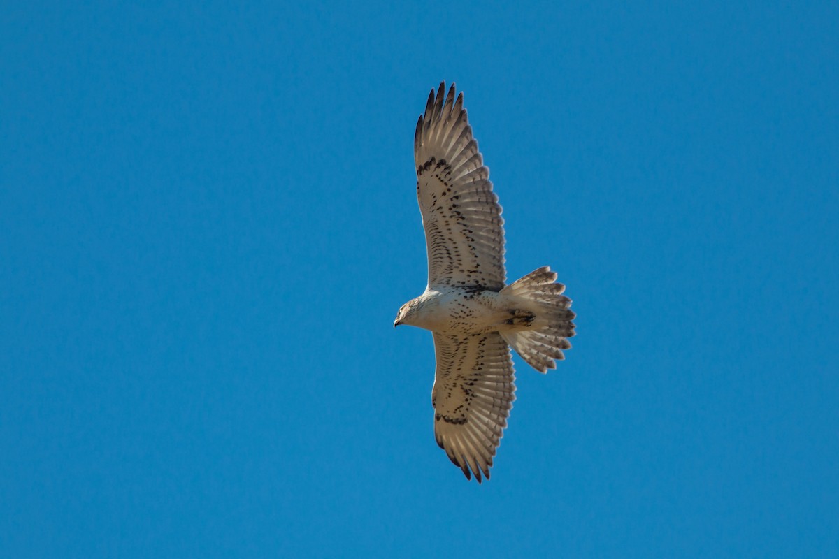 Königsbussard - ML620476964