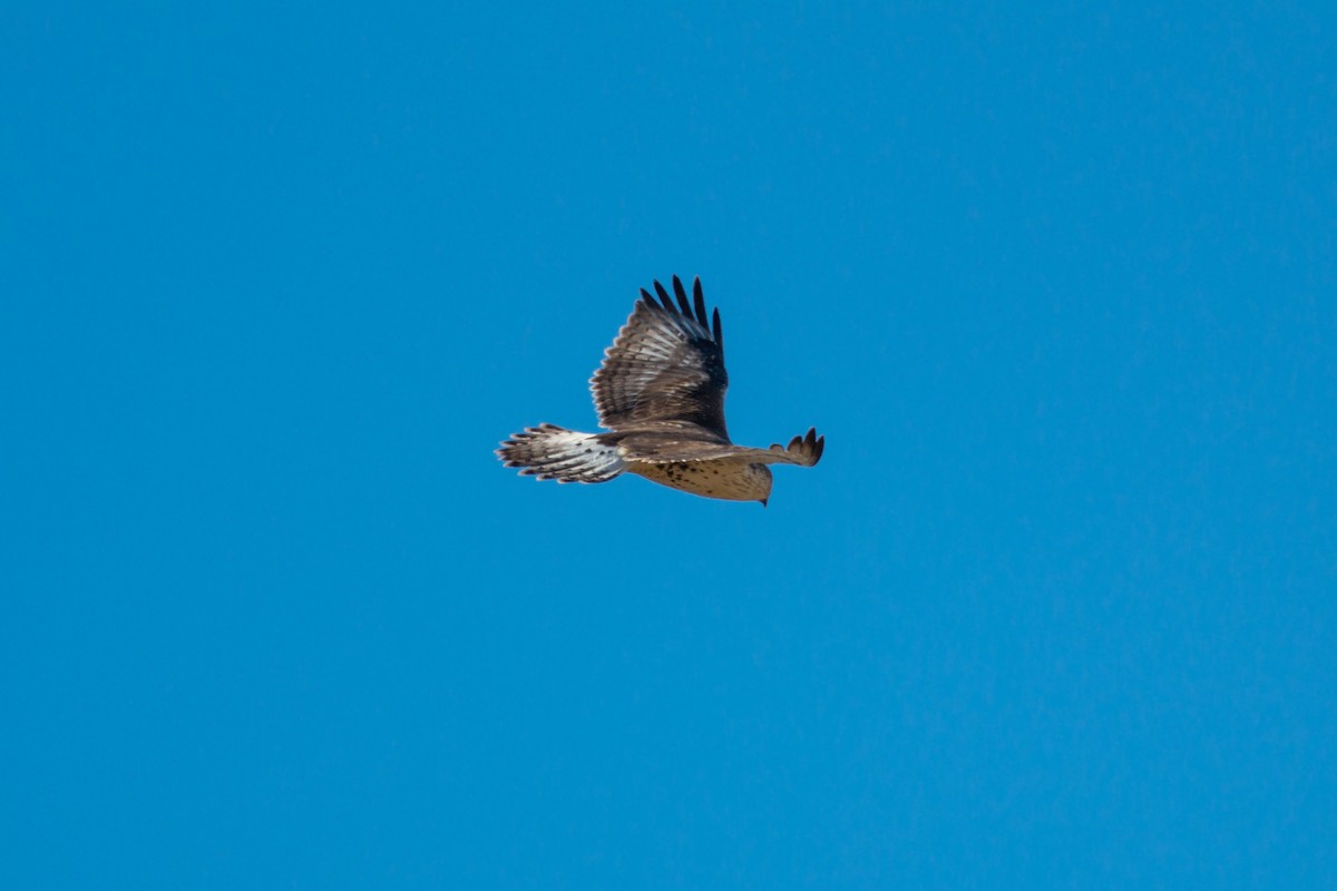 Ferruginous Hawk - ML620476965