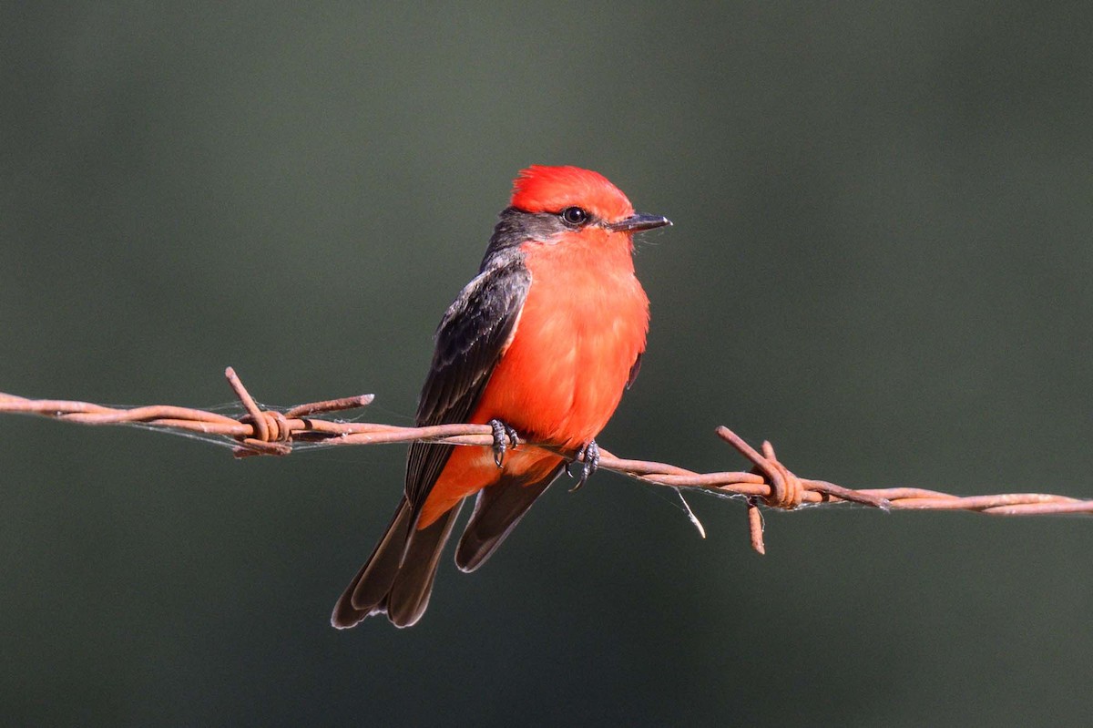 Vermilion Flycatcher - ML620476966