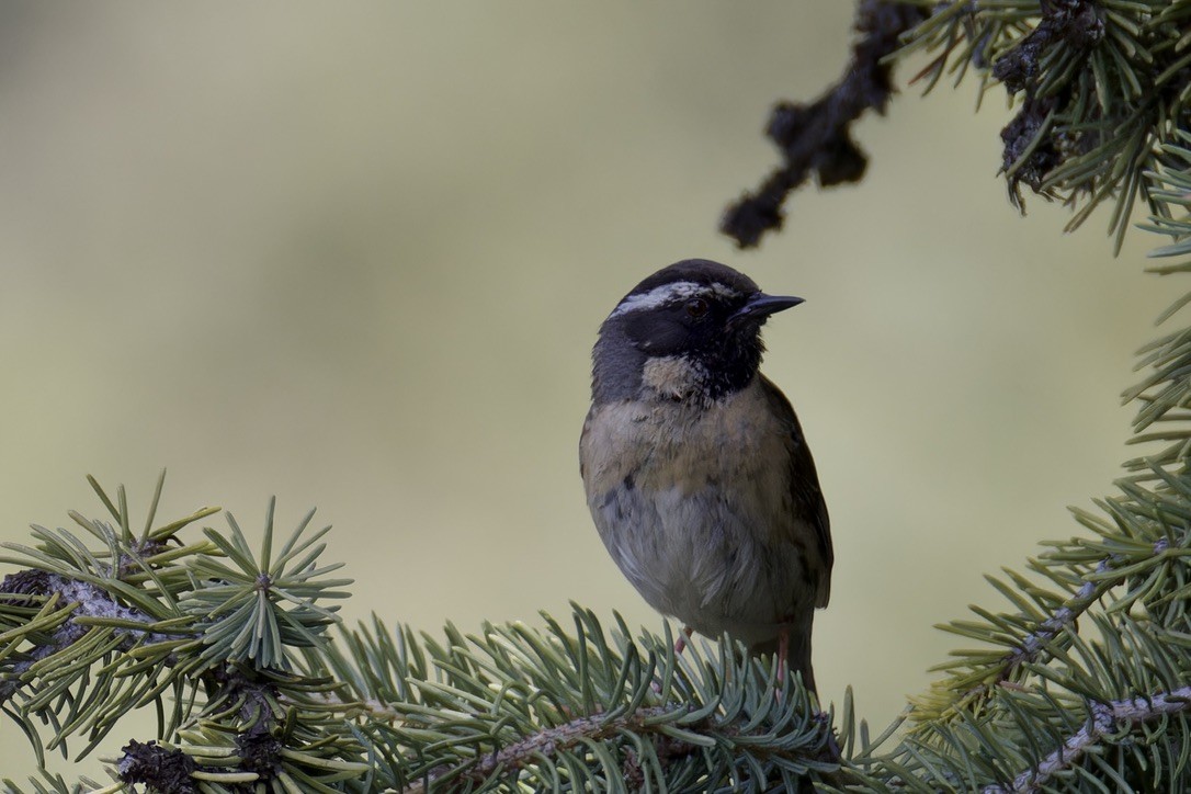 Black-throated Accentor - ML620476968