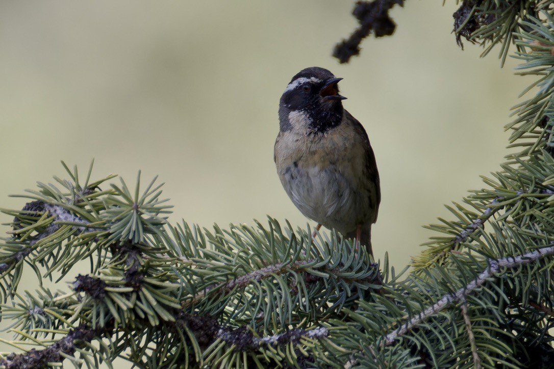 Black-throated Accentor - ML620476969