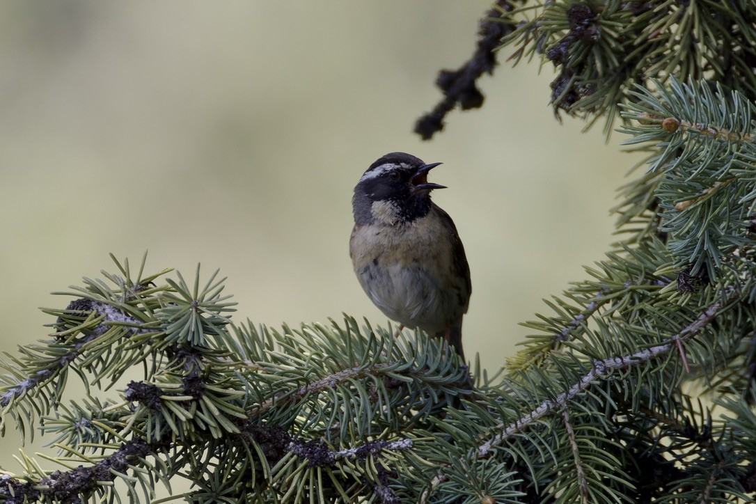 Black-throated Accentor - ML620476970