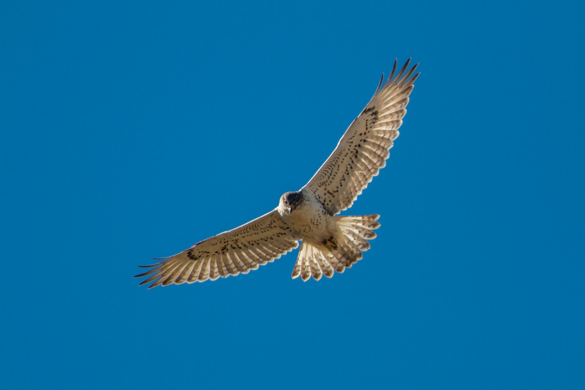 Königsbussard - ML620476974